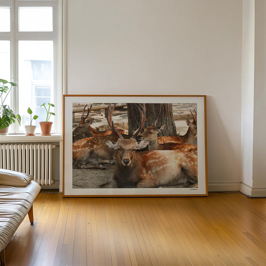 Nara, Japan by Cannanas