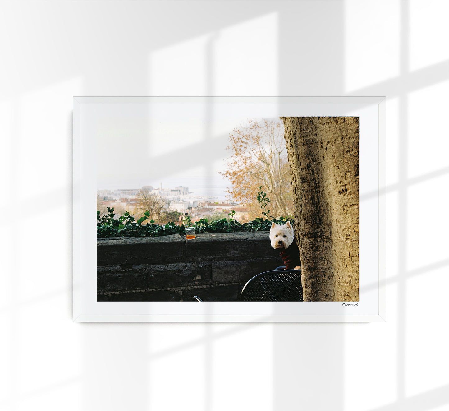 Dog in Trieste by Cannanas