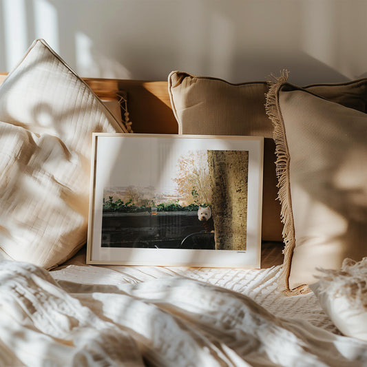 Dog in Trieste by Cannanas