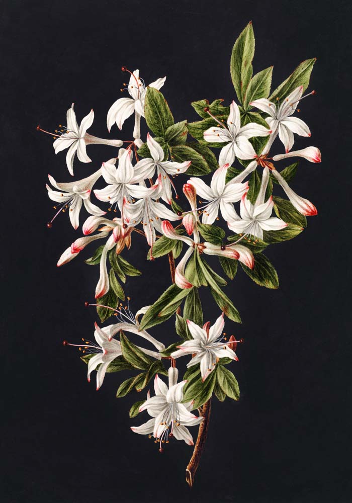 Branch of Azaleas in Bloom by M. de Gijselaar  Botanical Poster