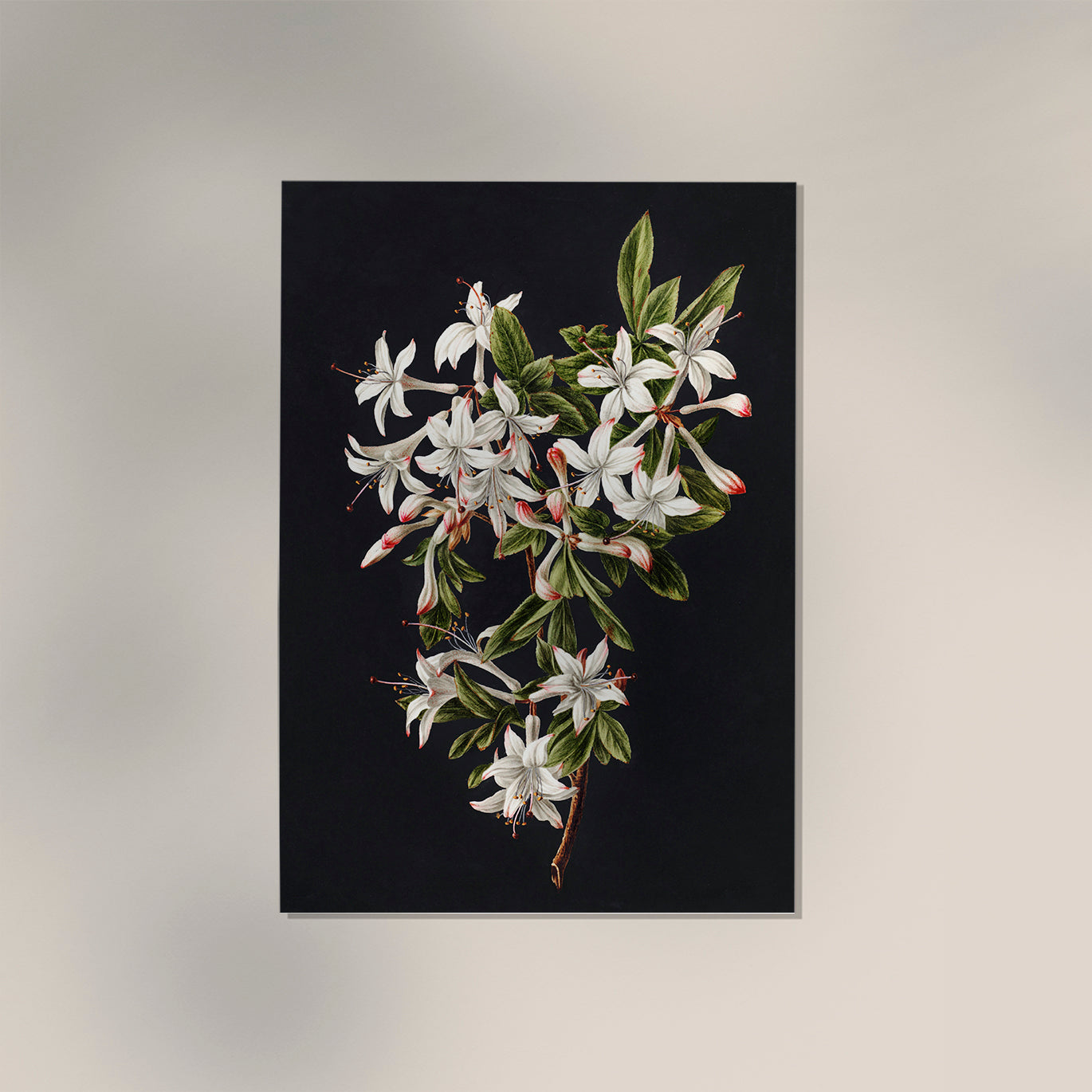 Branch of Azaleas in Bloom by M. de Gijselaar  Botanical Poster