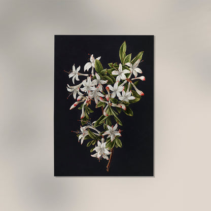 Branch of Azaleas in Bloom by M. de Gijselaar  Botanical Poster