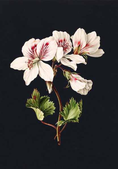 Pelargonium album bicolor by M. de Gijselaar Botanical Poster