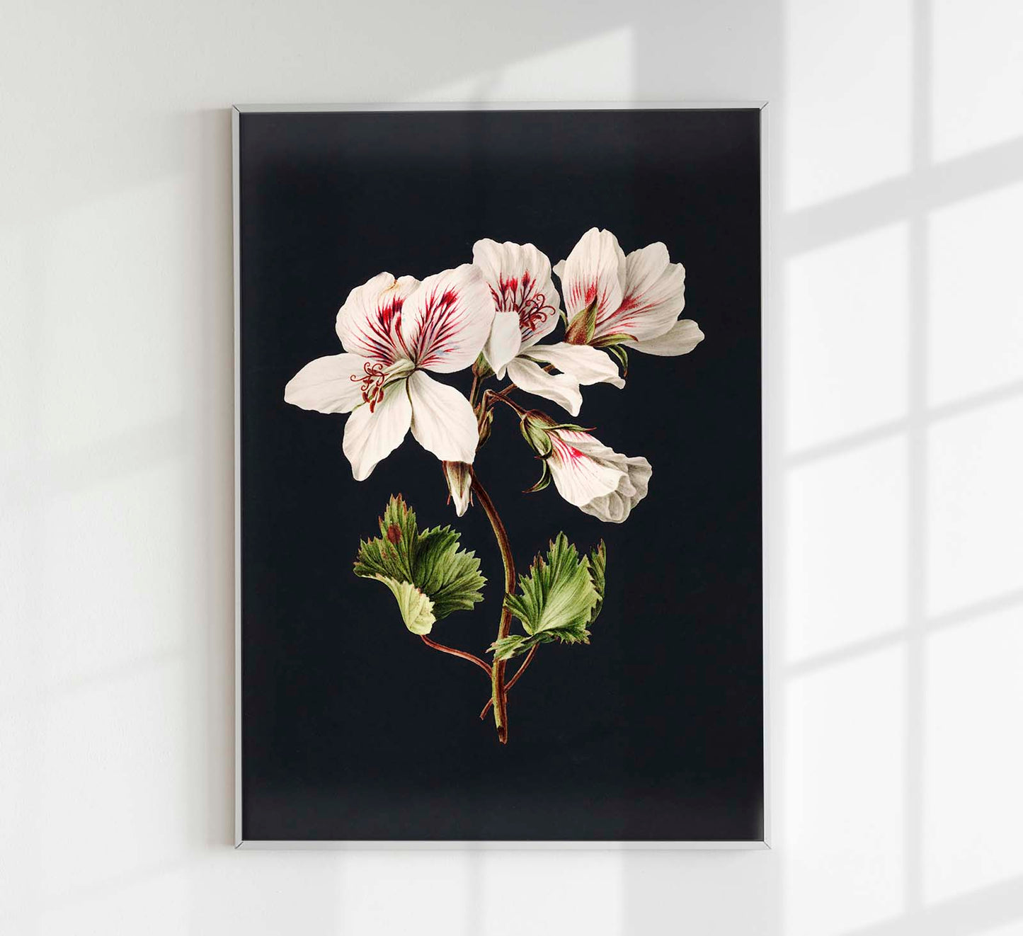 Pelargonium album bicolor by M. de Gijselaar Botanical Poster