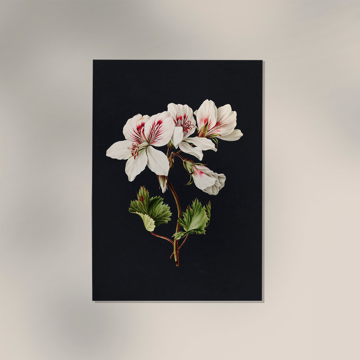 Pelargonium album bicolor by M. de Gijselaar Botanical Poster