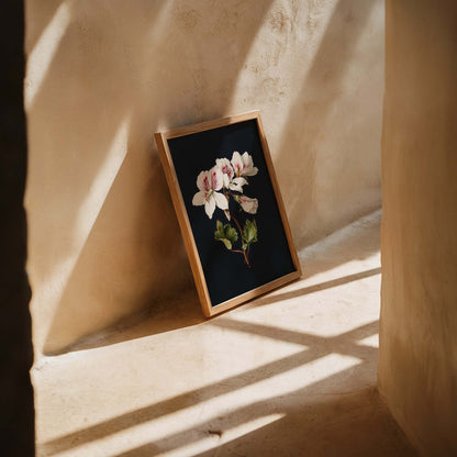 Pelargonium album bicolor by M. de Gijselaar Botanical Poster