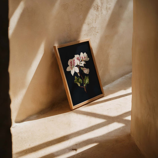 Pelargonium album bicolor by M. de Gijselaar Botanical Poster