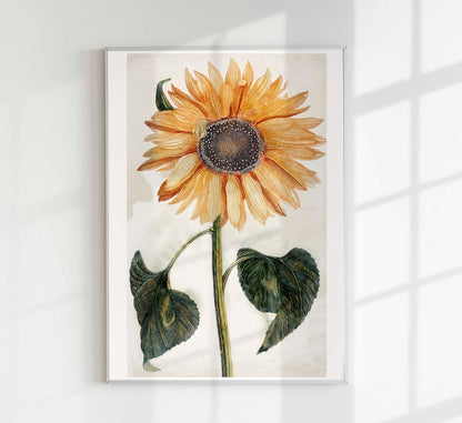 Sunflower by Johan Teyler Botanical Poster