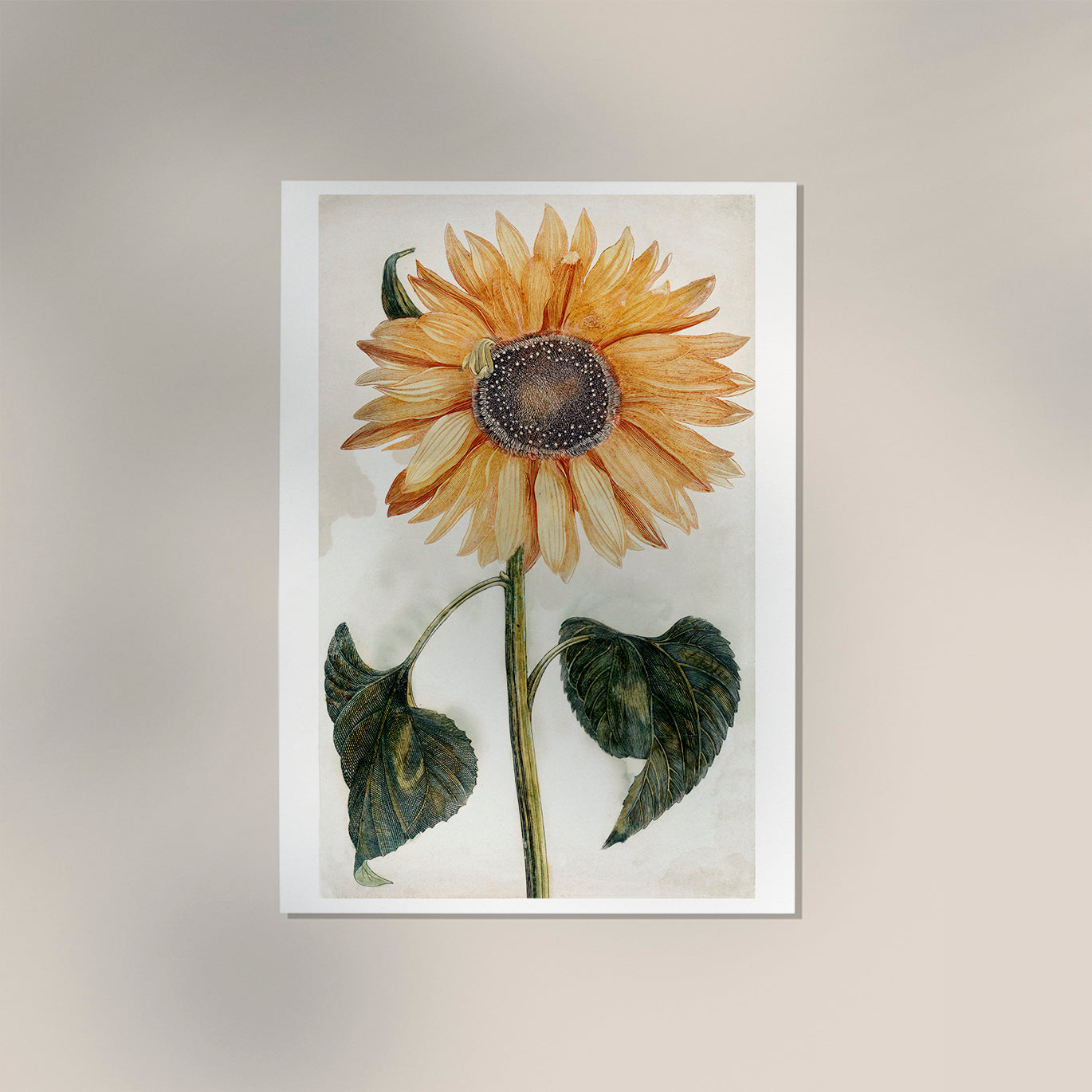 Sunflower by Johan Teyler Botanical Poster
