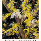 Blossoming Acacia Branches Exhibition Art Poster by Van Gogh