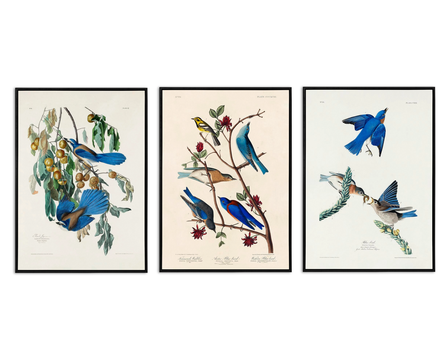 SALE: Blue Birds Canvas Print Set