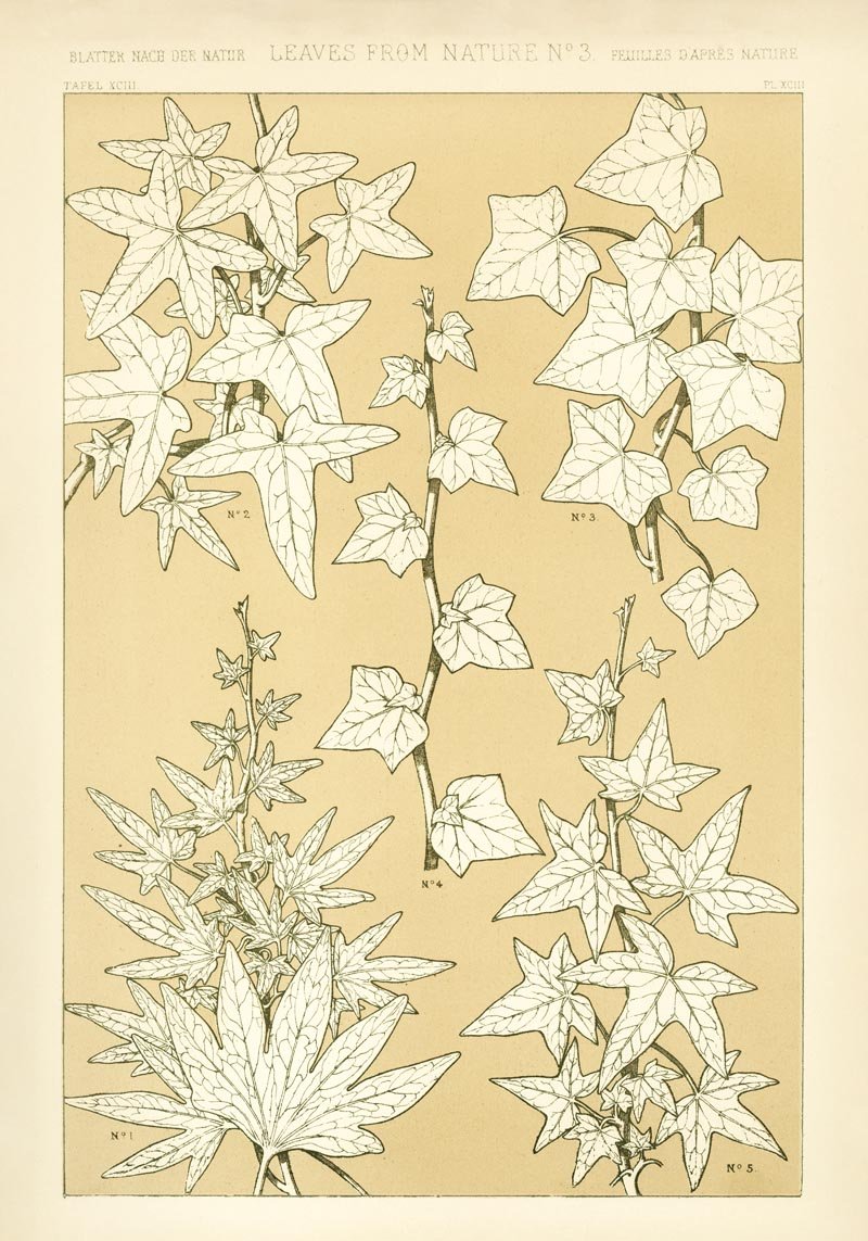 Leaves from Nature Nr 3 Art Poster by Owen Jones.