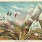 Nature in Ascending Regions Educational Vintage Poster - Kuriosis Vintage Prints