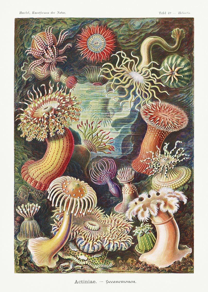 Actinia Anemones by Ernst Haeckel Poster with borders