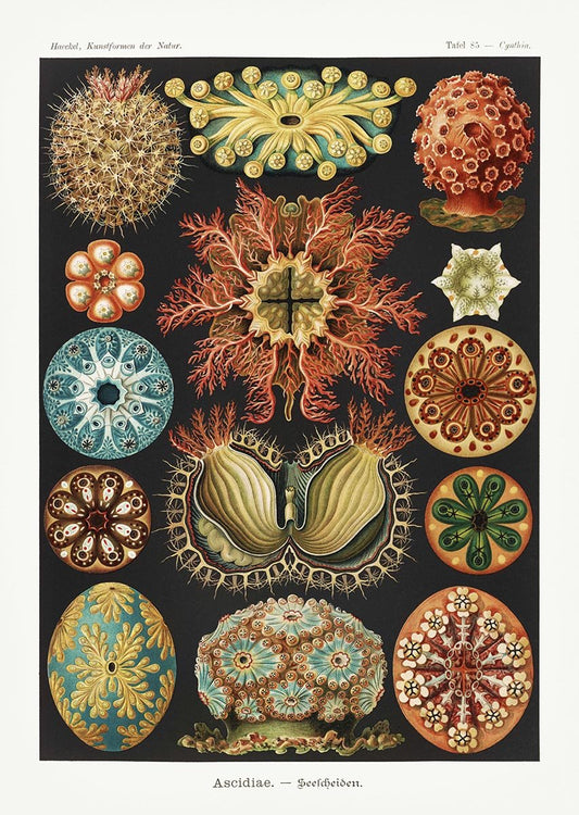 Ascidiae Colourful Corals Embryology by Ernst Haeckel Poster with white borders