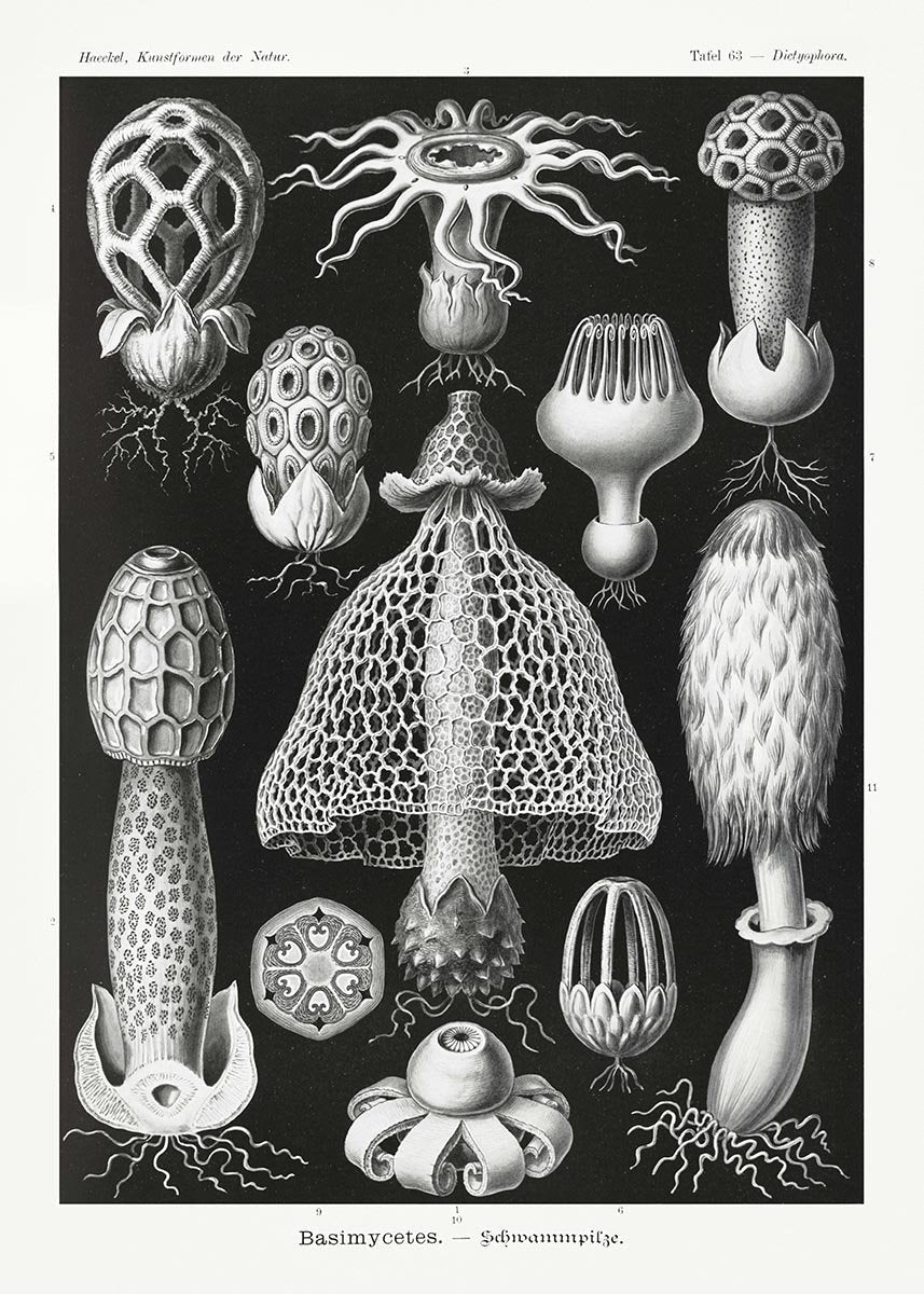 Basimycetes by Ernst Haeckel Poster