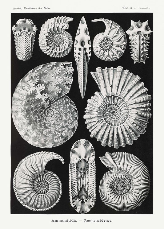 Ammonitida by Ernst Haeckel Poster