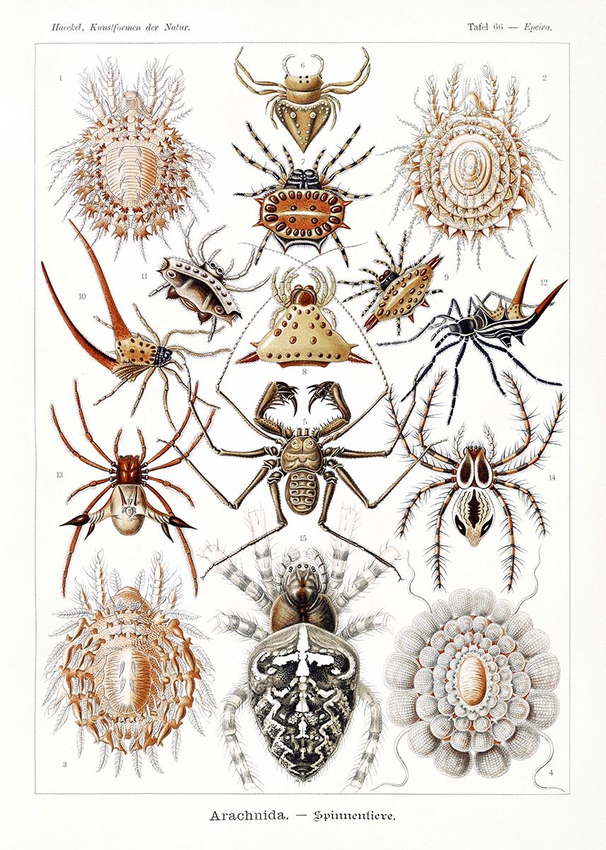 Arachnida by Ernst Haeckel Poster