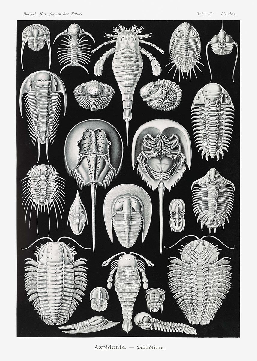 Aspidonia by Ernst Haeckel Poster