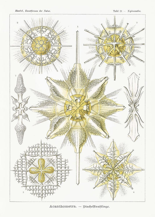 Acanthometra by Ernst Haeckel Poster