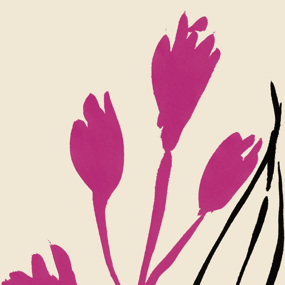 Magenta and Black lines