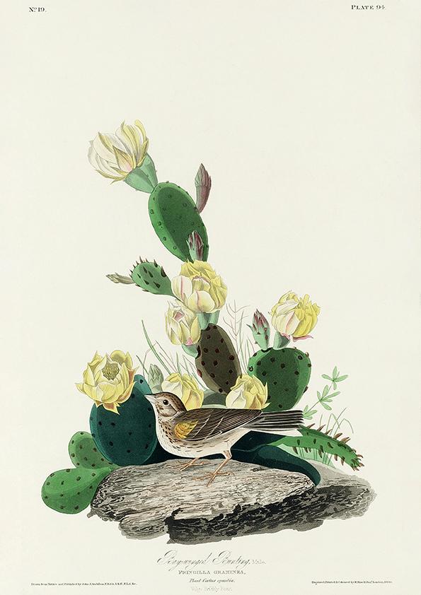 Fringilla Graminea of Birds of America - Kuriosis Vintage Prints