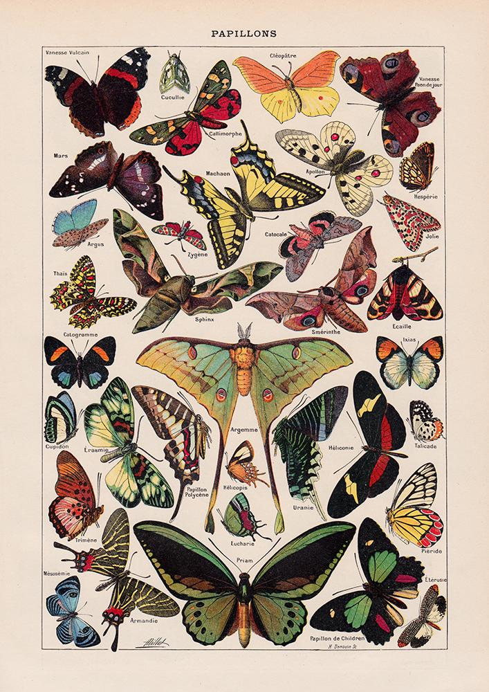 Papillons Chart Larousse Poster - Perfect for Kids room! - Kuriosis Vintage Prints