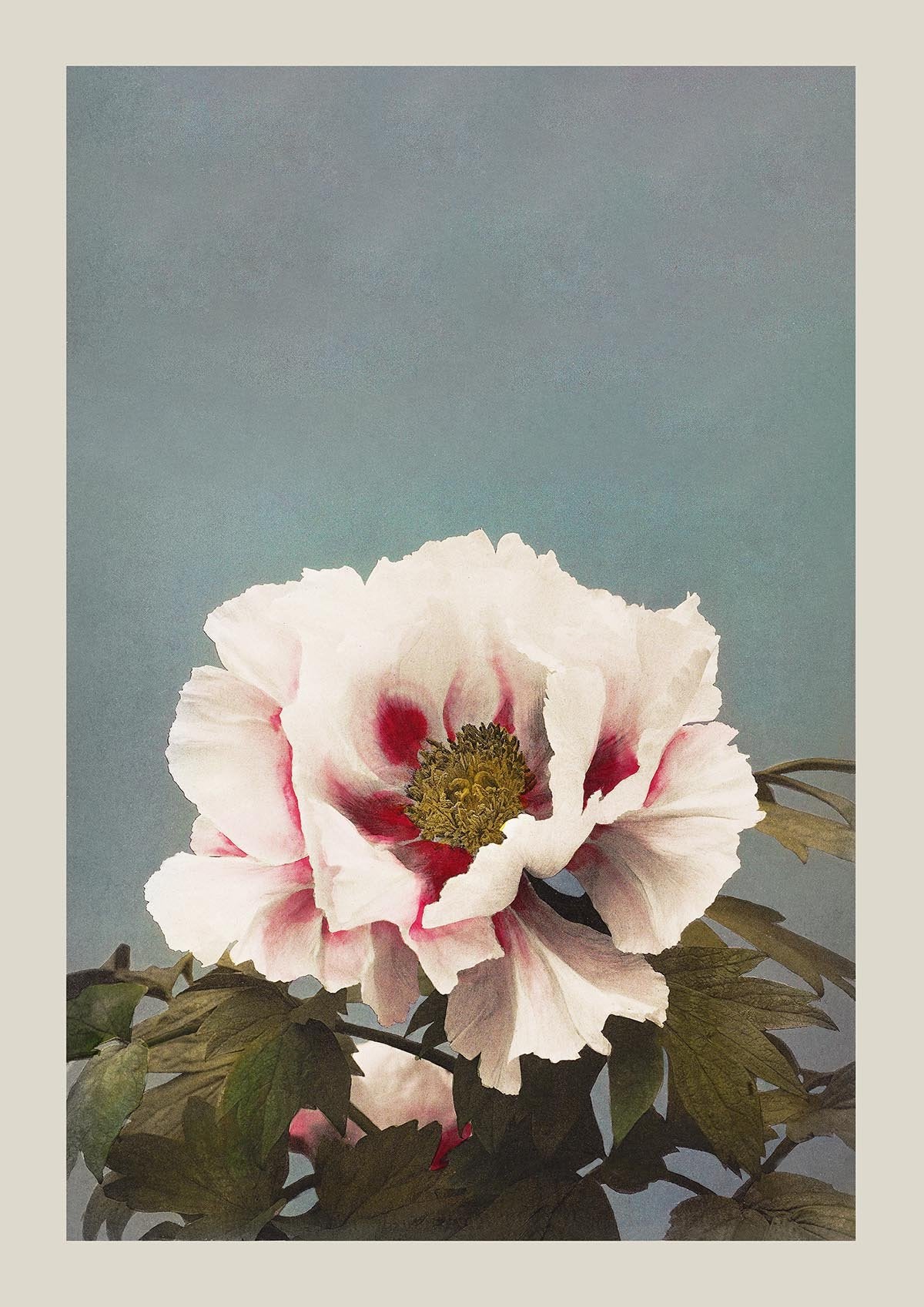 Tree Peony by Ogawa Kazumasa Japanese Art Poster 