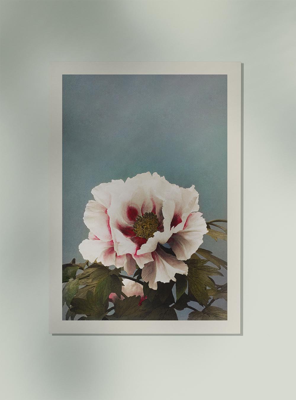 Tree Peony by Ogawa Kazumasa Japanese Art Poster 