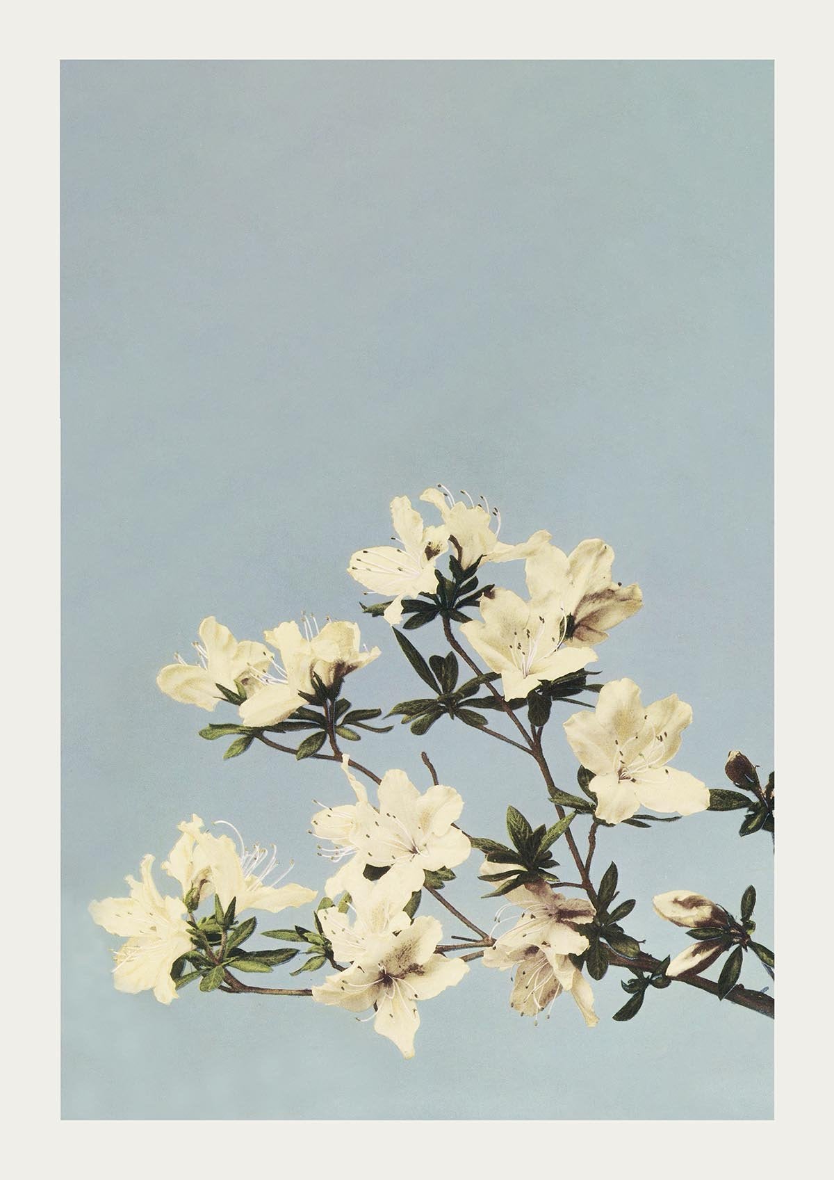 Japanese Azaleas by Ogawa Kazumasa Japanese Art Poster 