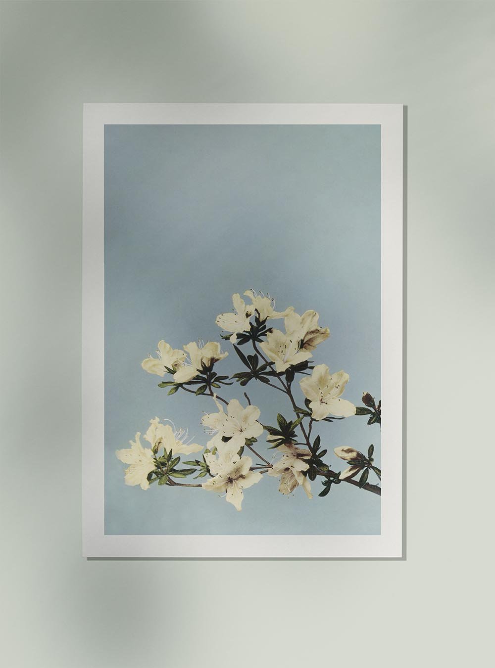 Japanese Azaleas by Ogawa Kazumasa Japanese Art Poster 