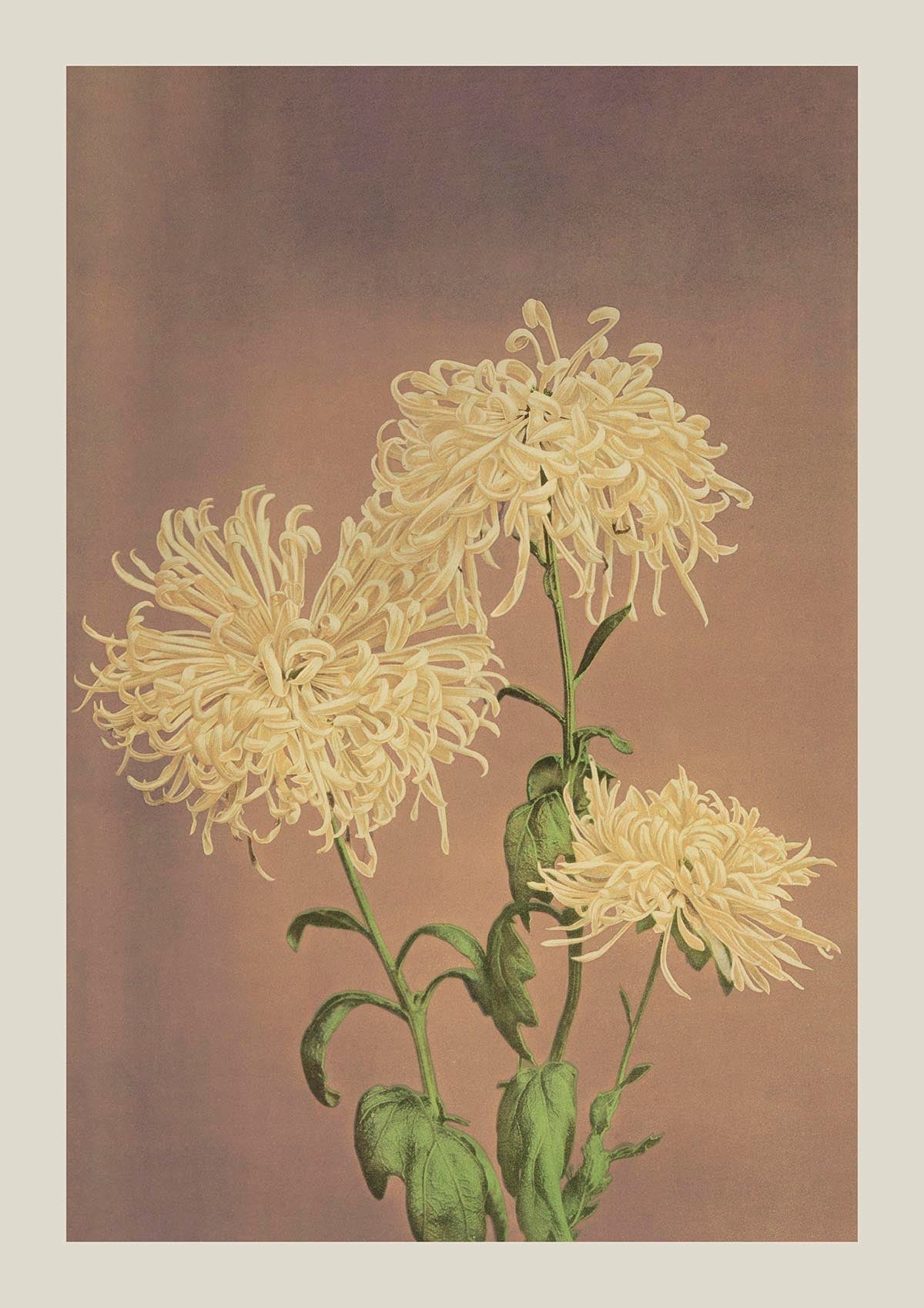 Three Yellow Chrysanthemum by Ogawa Kazumasa Japanese Art Poster 