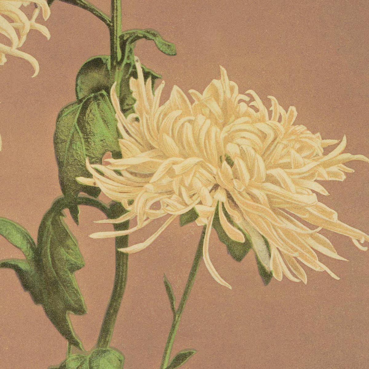 Three Yellow Chrysanthemum by Ogawa Kazumasa Japanese Art Poster 