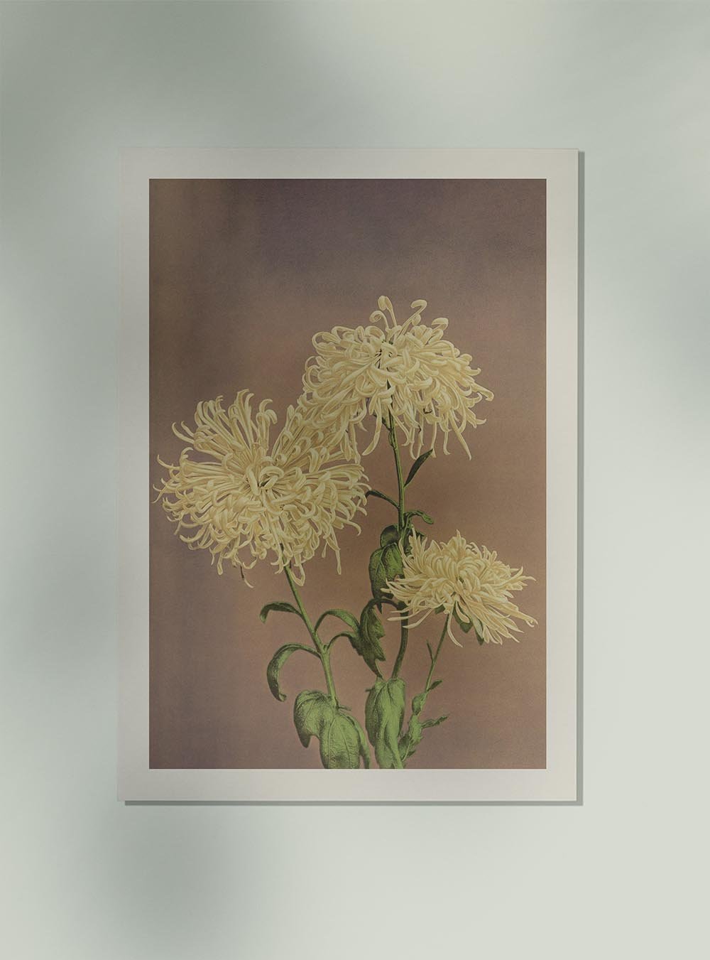 Three Yellow Chrysanthemum by Ogawa Kazumasa Japanese Art Poster 