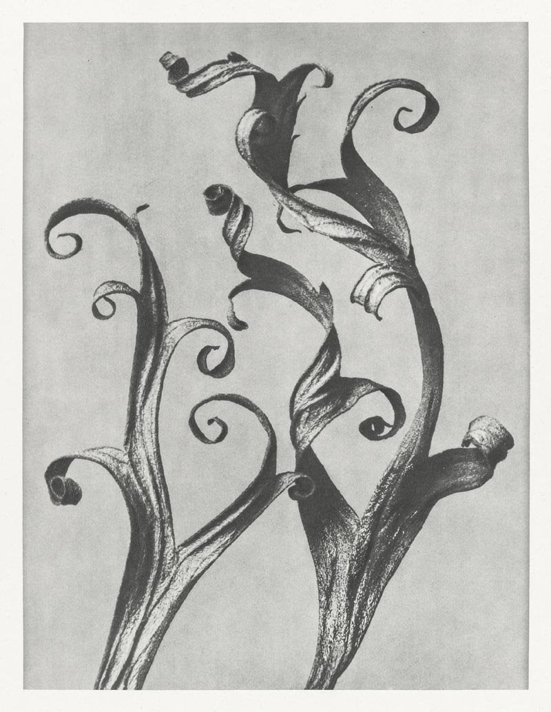 Karl Blossfeldt Plant Photogravure Nr 108