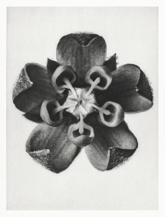 Karl Blossfeldt Plant Photogravure Nr 11