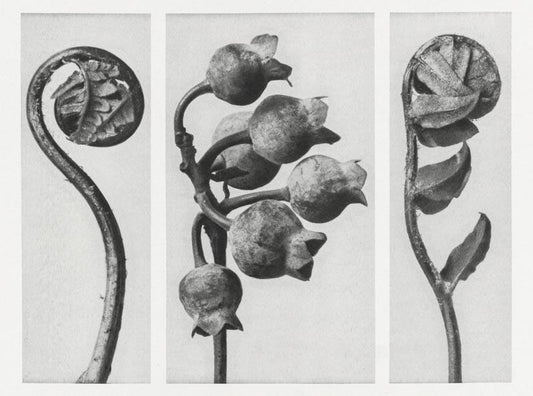 Karl Blossfeldt Plant Photogravure Nr 117