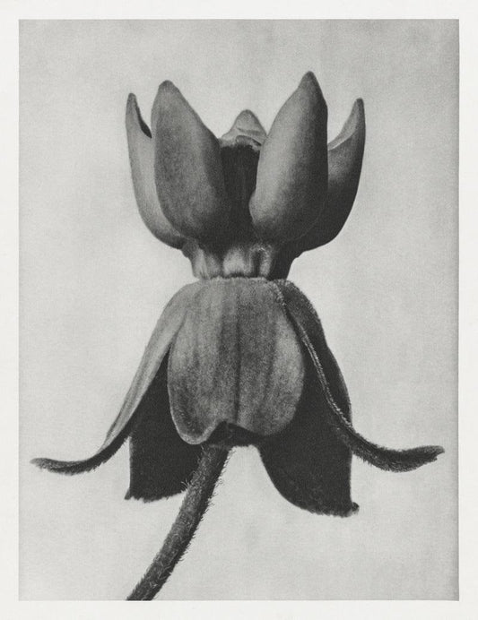 Karl Blossfeldt Plant Photogravure Nr 17