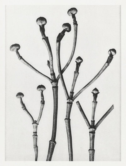 Karl Blossfeldt Plant Photogravure Nr 29