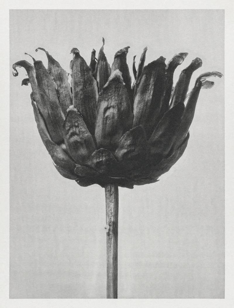 Karl Blossfeldt Plant Photogravure Nr 38