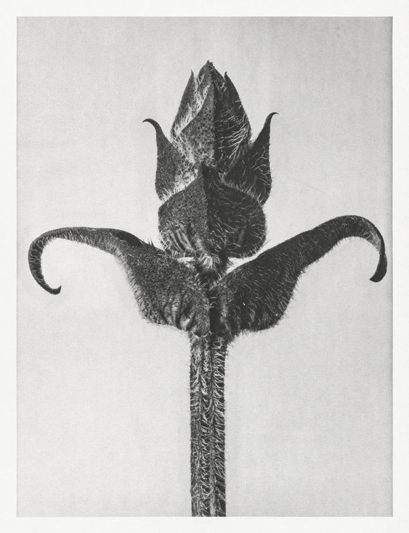 Karl Blossfeldt Plant Photogravure Nr 39