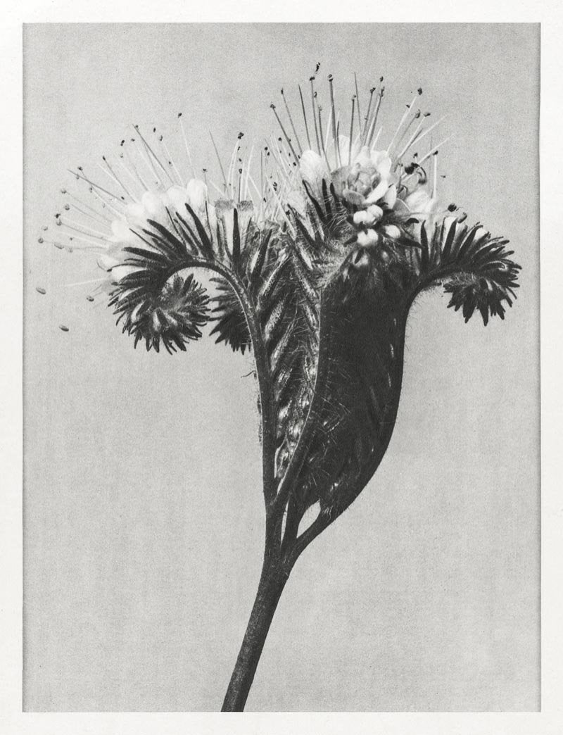 Karl Blossfeldt Plant Photogravure Nr 61 Vintage Photo Poster