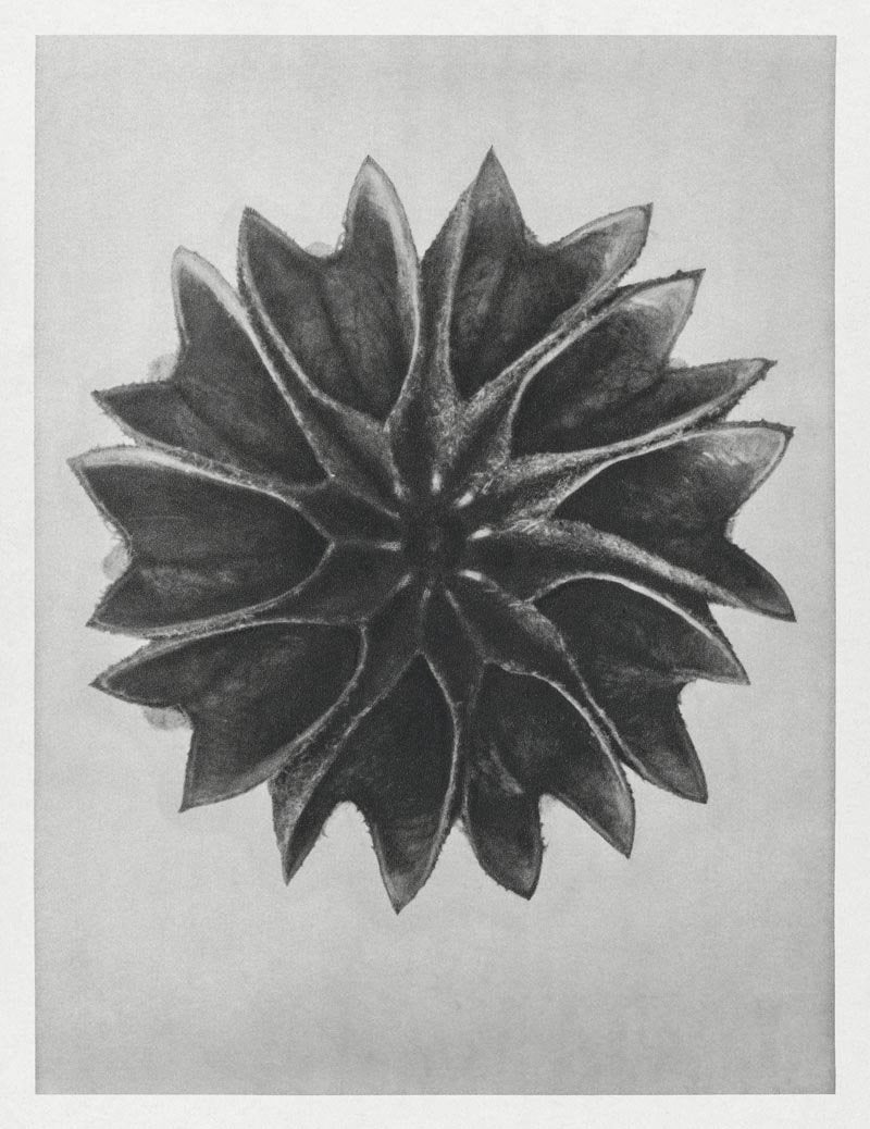 Karl Blossfeldt Plant Photogravure Nr 82