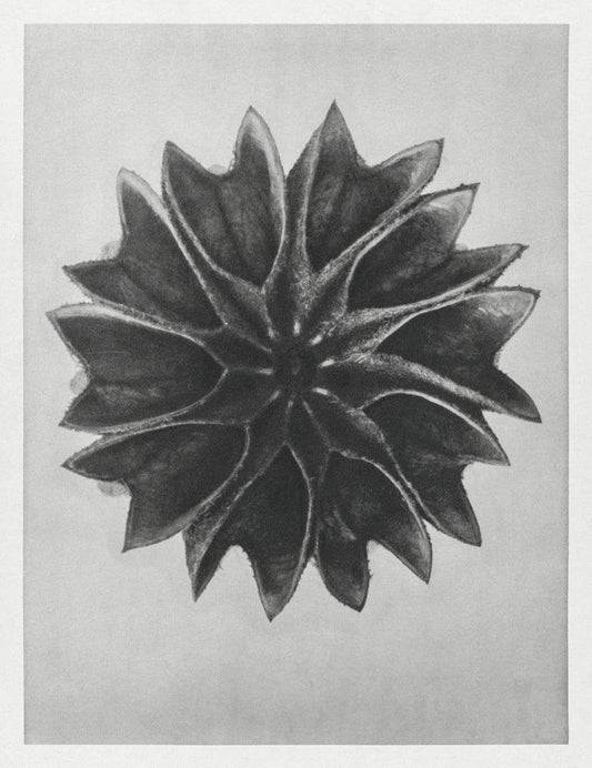 Karl Blossfeldt Plant Photogravure Nr 82