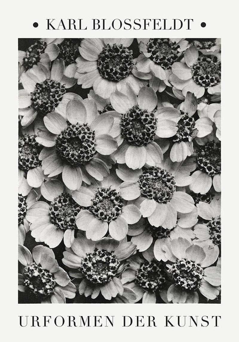 Achillea Clypeolata Leaf from Urformen der Kunst (1928) by Karl Blossfeldt. Fine Art Photo Reproduction from the original photogravure.