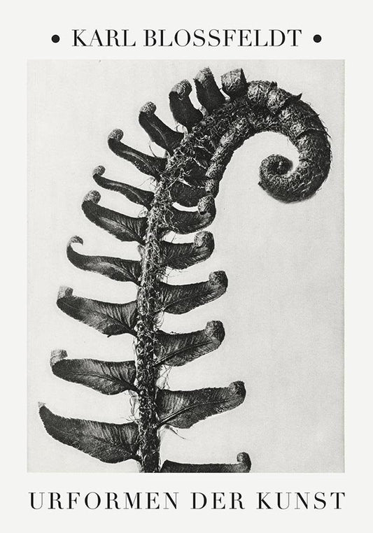 Polystchichum Munitum (Prickly Shield-Fern) from Urformen der Kunst (1928) by Karl Blossfeldt. Fine Art Photo Reproduction from the original photogravure.