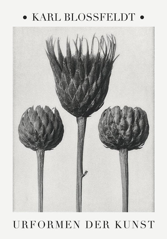 Karl Blossfeldt Plant Photogravure Nr 4