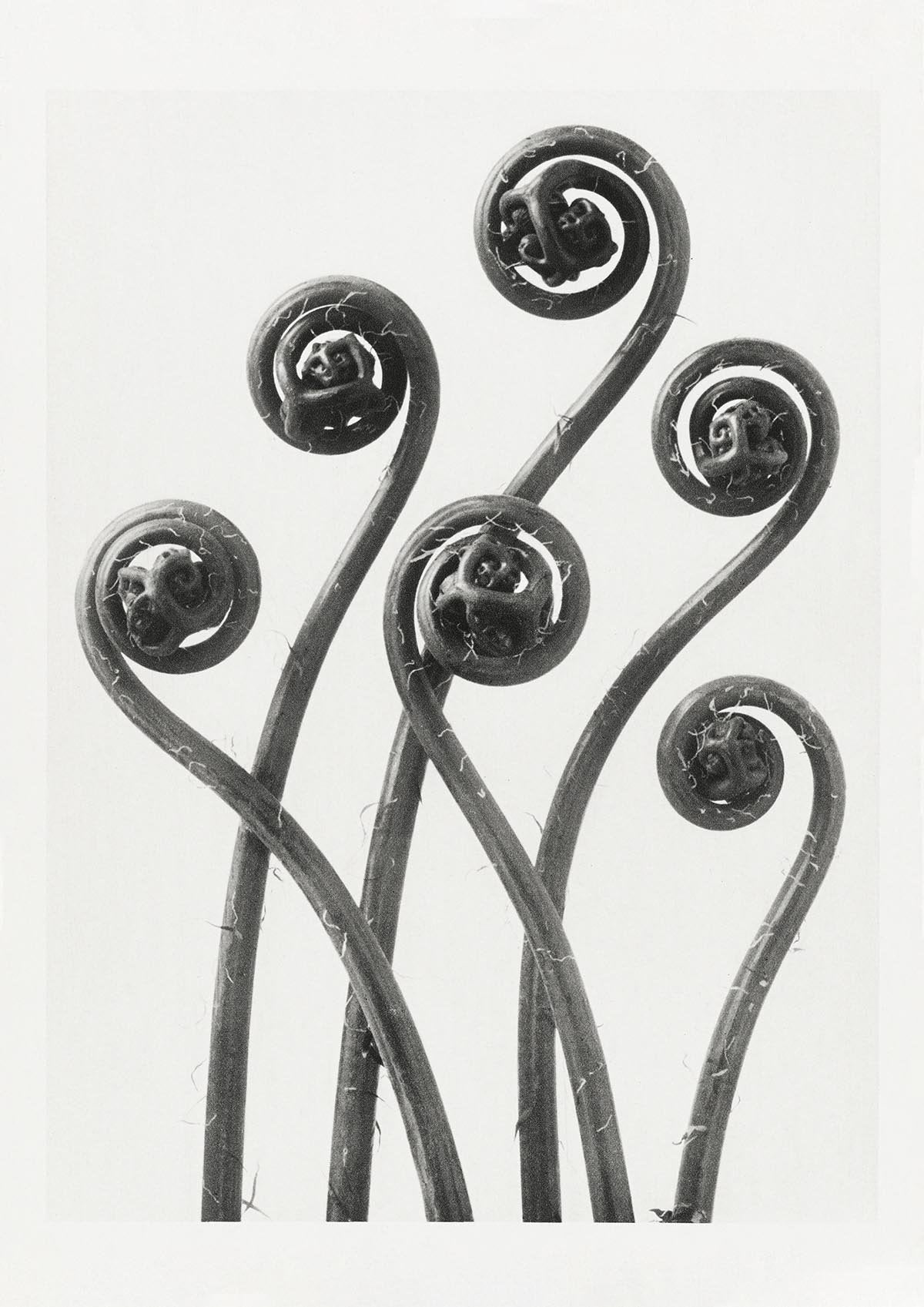 Karl Blossfeldt Plant Photogravure Nr 5 Vintage Photograph