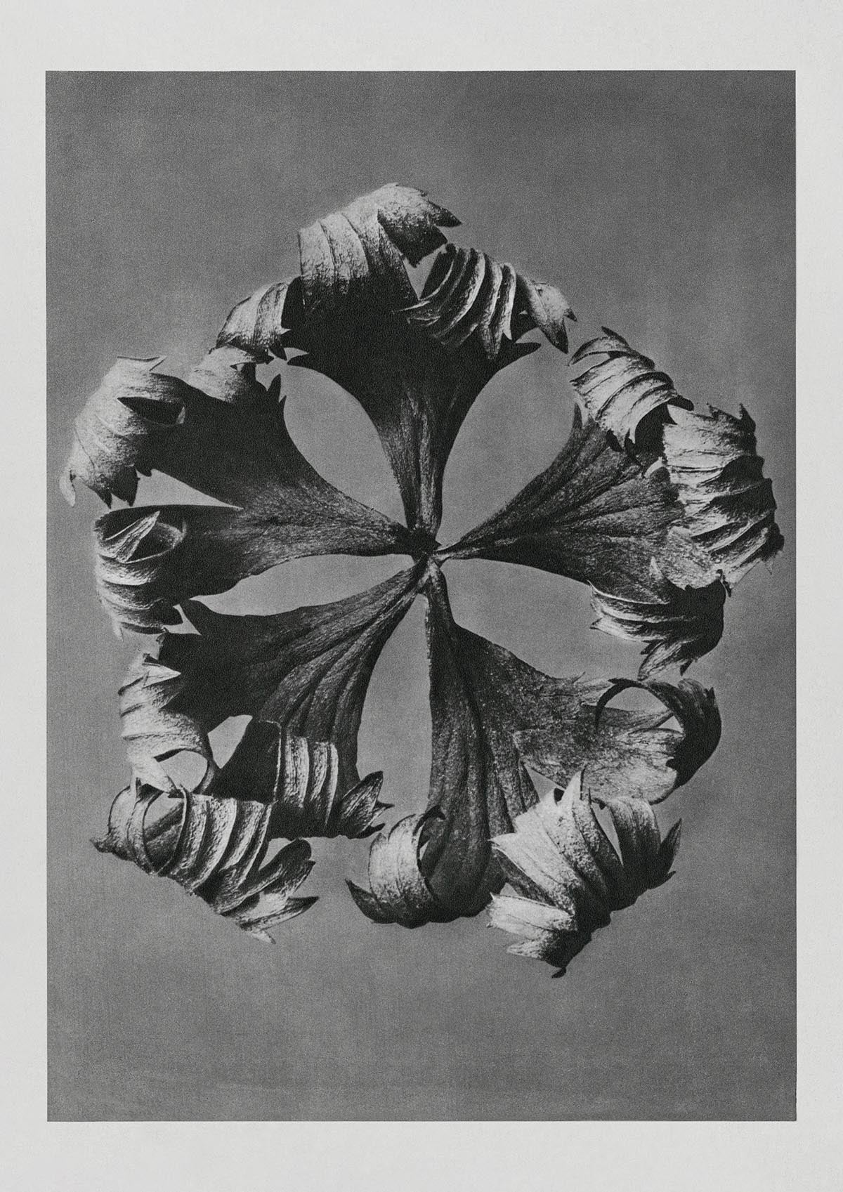 Karl Blossfeldt Plant Photogravure Nr 6 Vintage Photograph