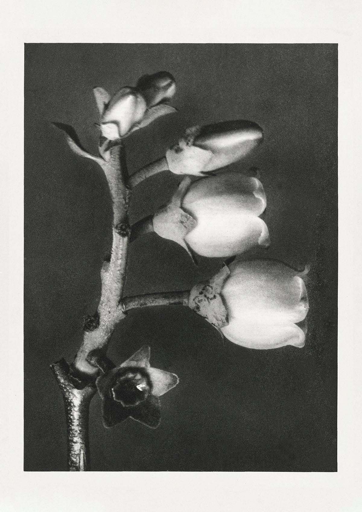 Karl Blossfeldt Plant Photogravure Nr 8 Vintage Photograph